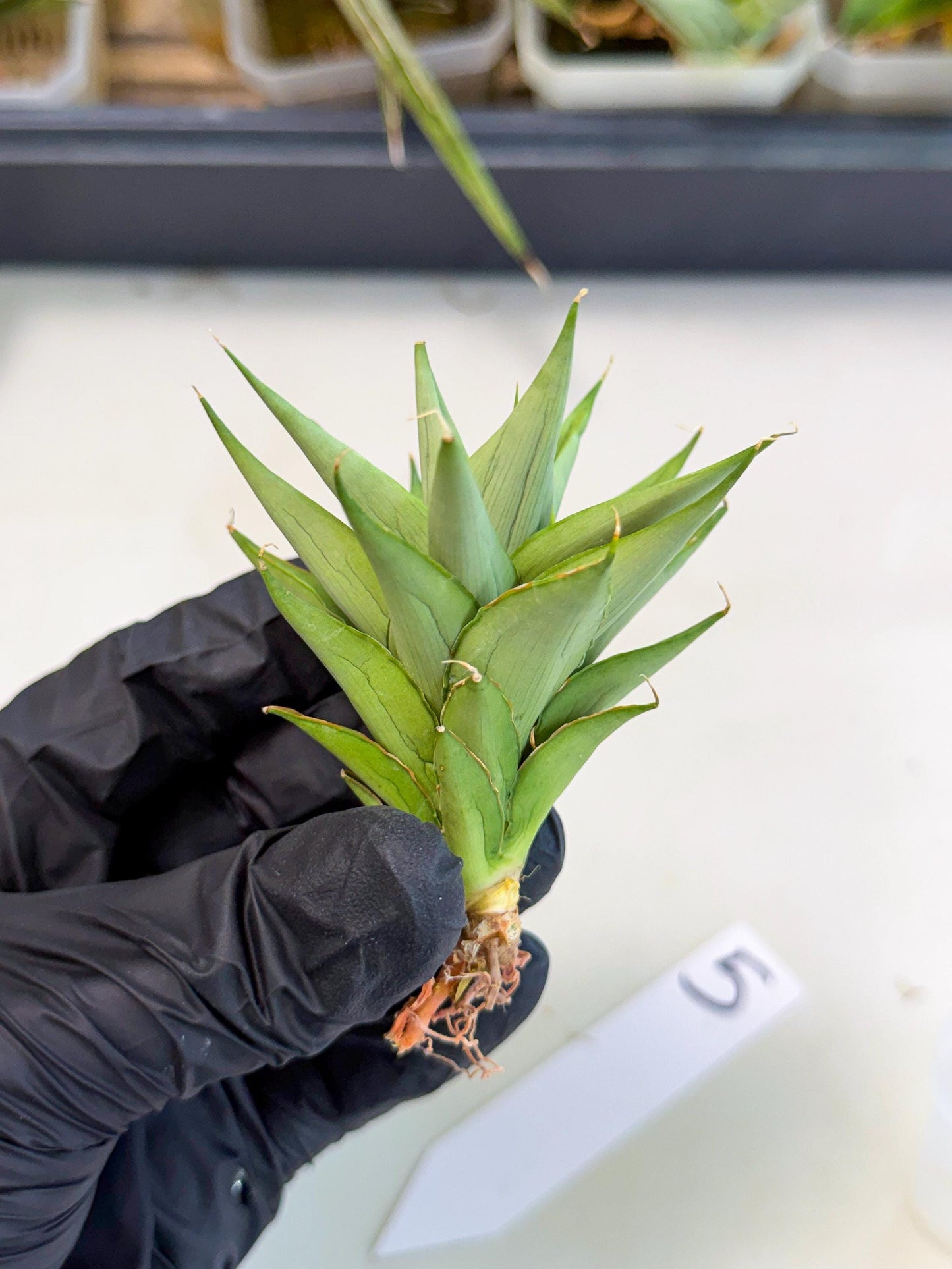 Sansevieria Helen (ca2) (5) | Rare Plant