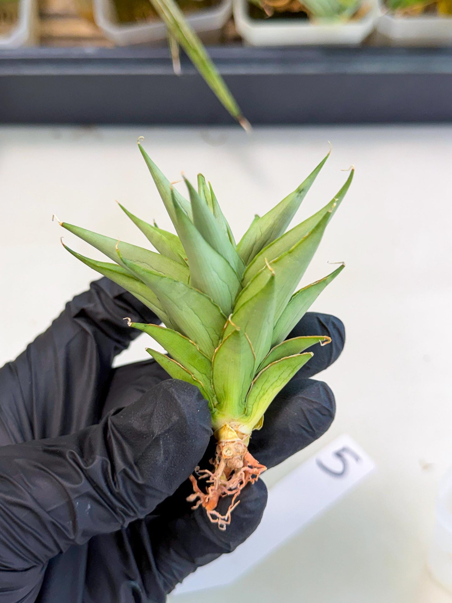 Sansevieria Helen (ca2) (5) | Rare Plant