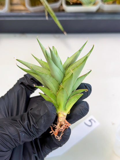 Sansevieria Helen (ca2) (5) | Rare Plant