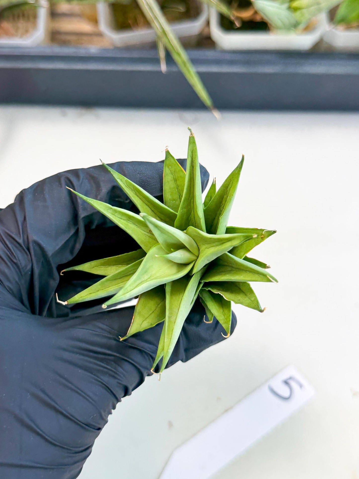 Sansevieria Helen (ca2) (5) | Rare Plant