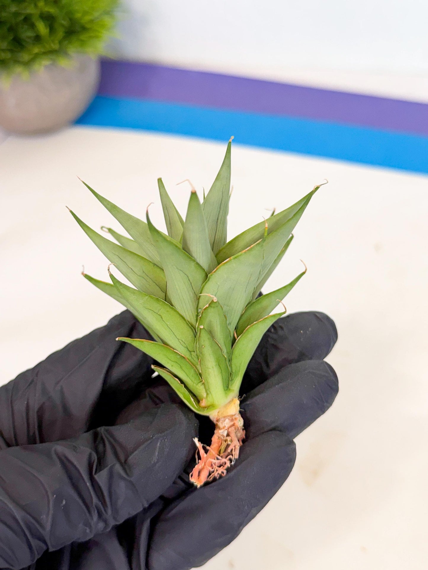 Sansevieria Helen (ca2) (5) | Rare Plant