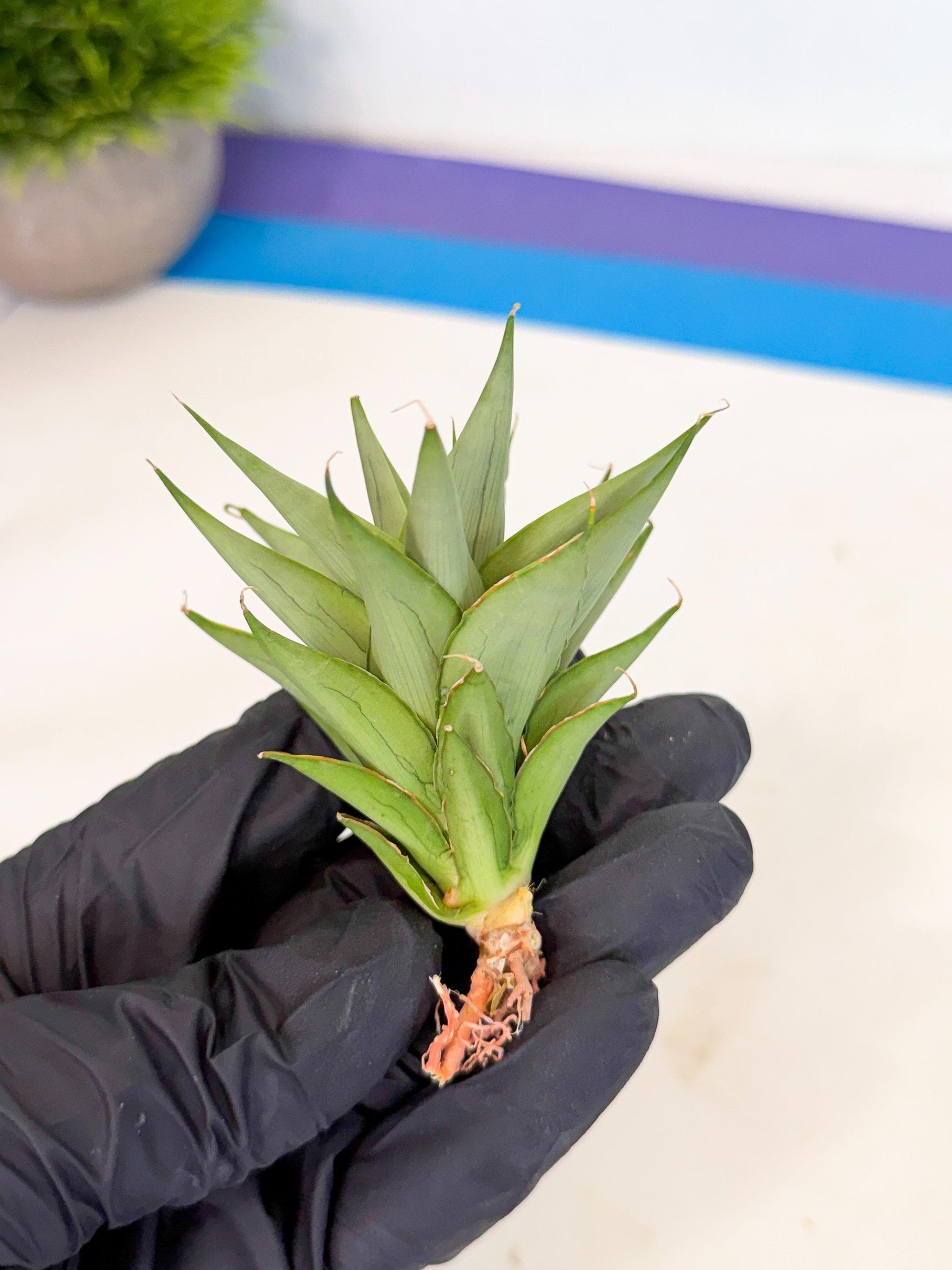 Sansevieria Helen (ca2) (5) | Rare Plant