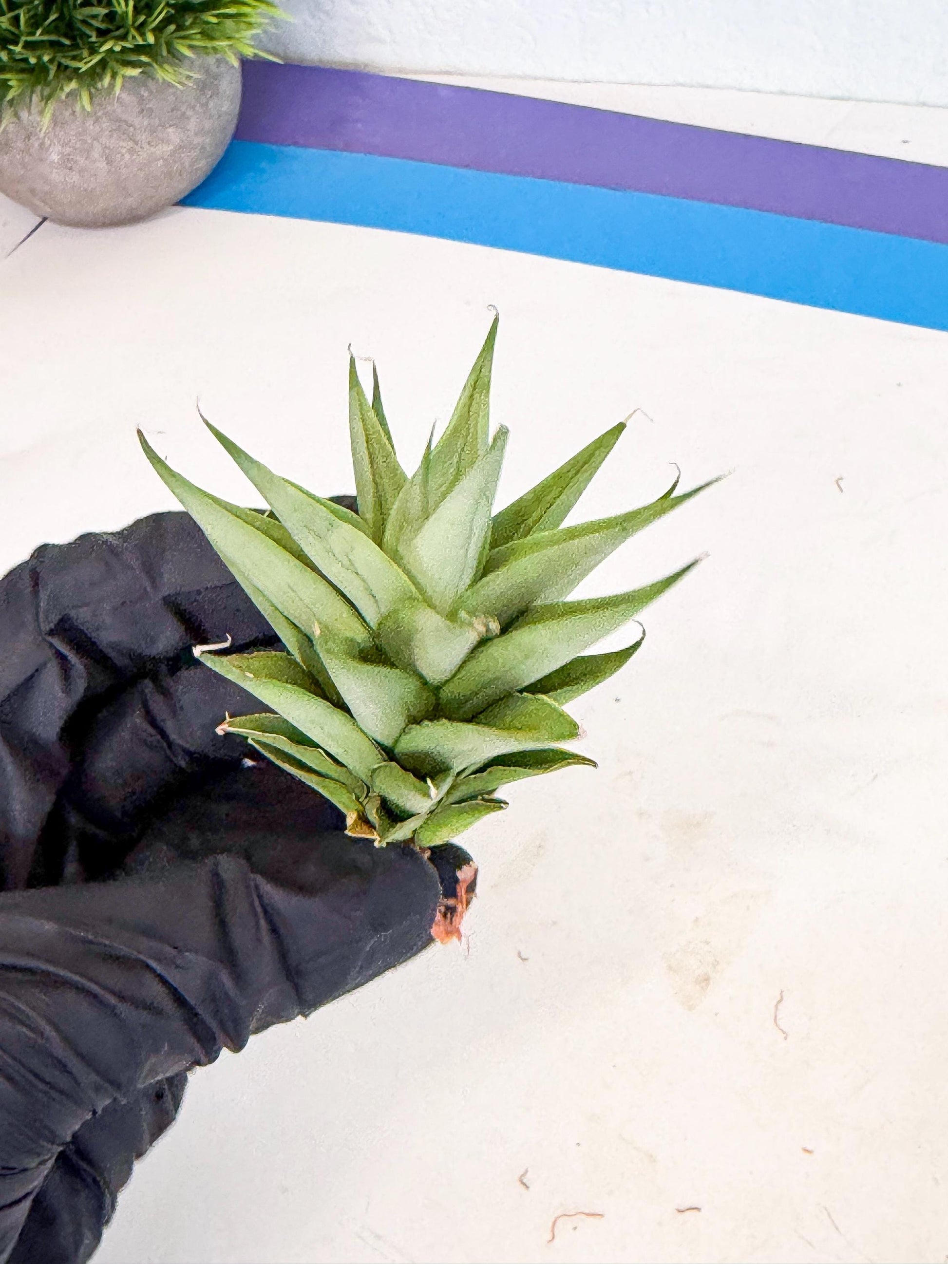 Sansevieria Helen (ca2) (5) | Rare Plant