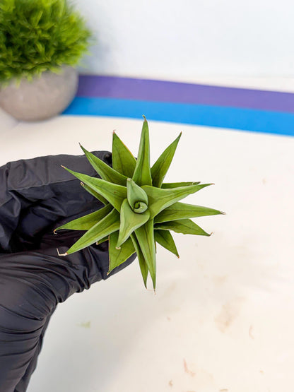 Sansevieria Helen (ca2) (5) | Rare Plant