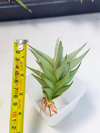 Sansevieria Helen (ca2) (4) | Rare Plant