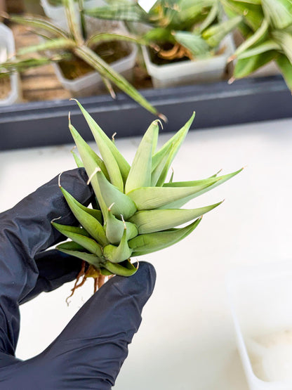 Sansevieria Helen (ca2) (4) | Rare Plant