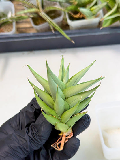 Sansevieria Helen (ca2) (4) | Rare Plant