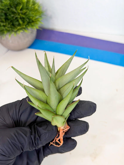 Sansevieria Helen (ca2) (4) | Rare Plant