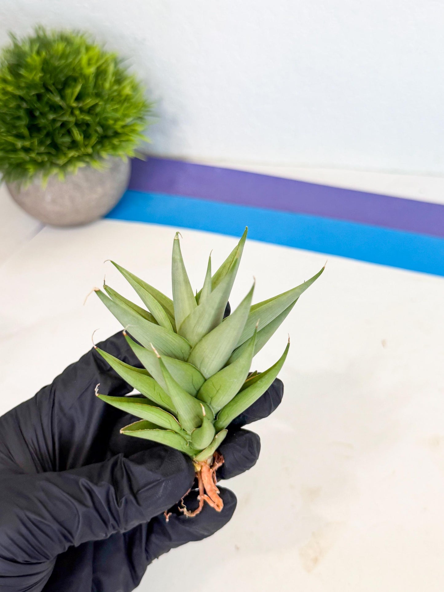 Sansevieria Helen (ca2) (4) | Rare Plant