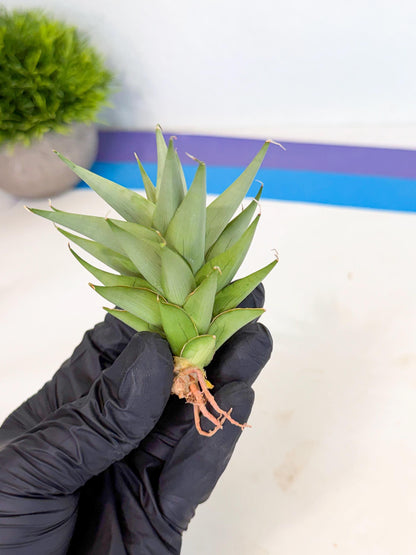 Sansevieria Helen (ca2) (4) | Rare Plant