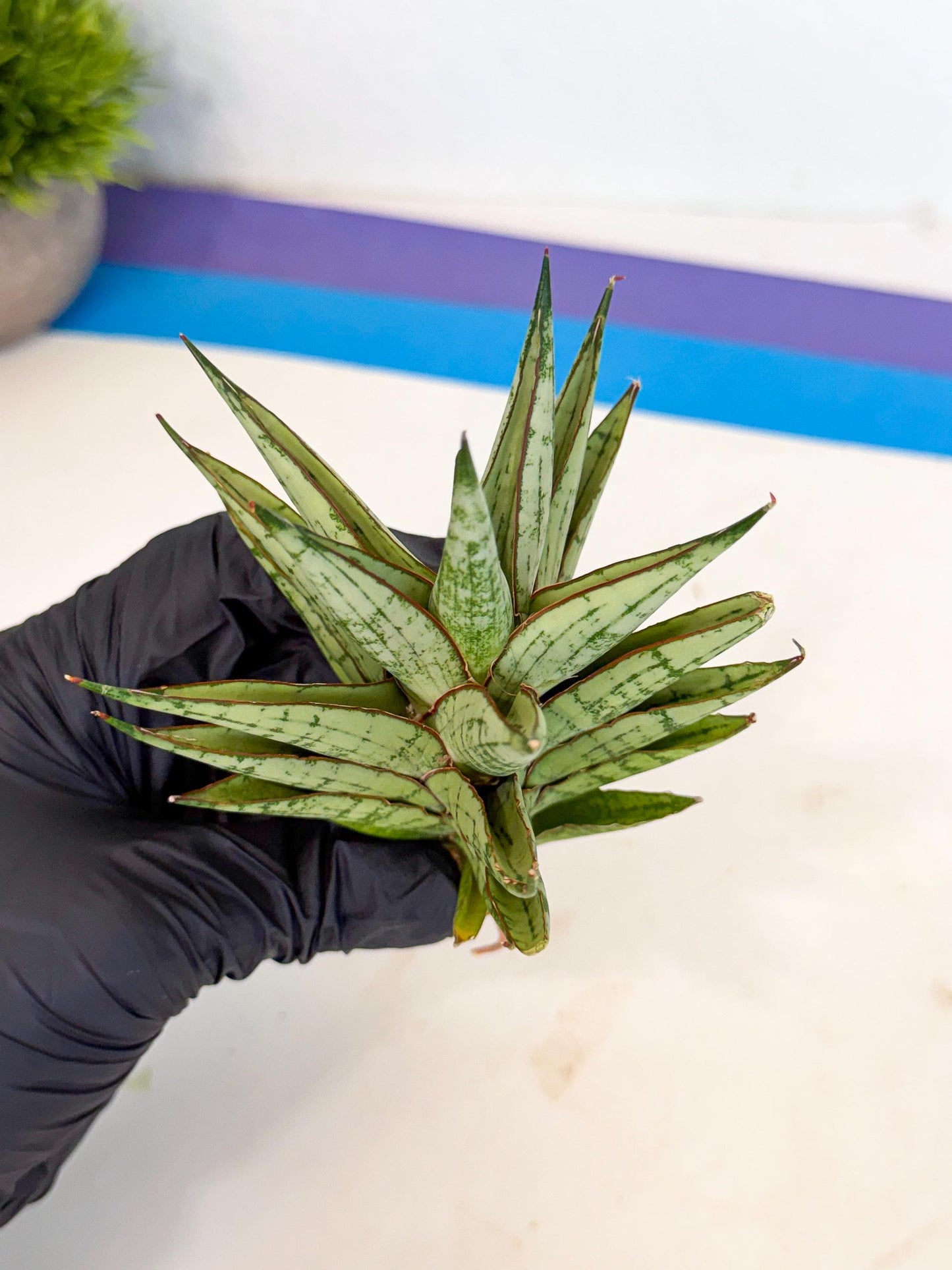 Sansevieria Peridot (ca2) (6) | Imported Sansevieria