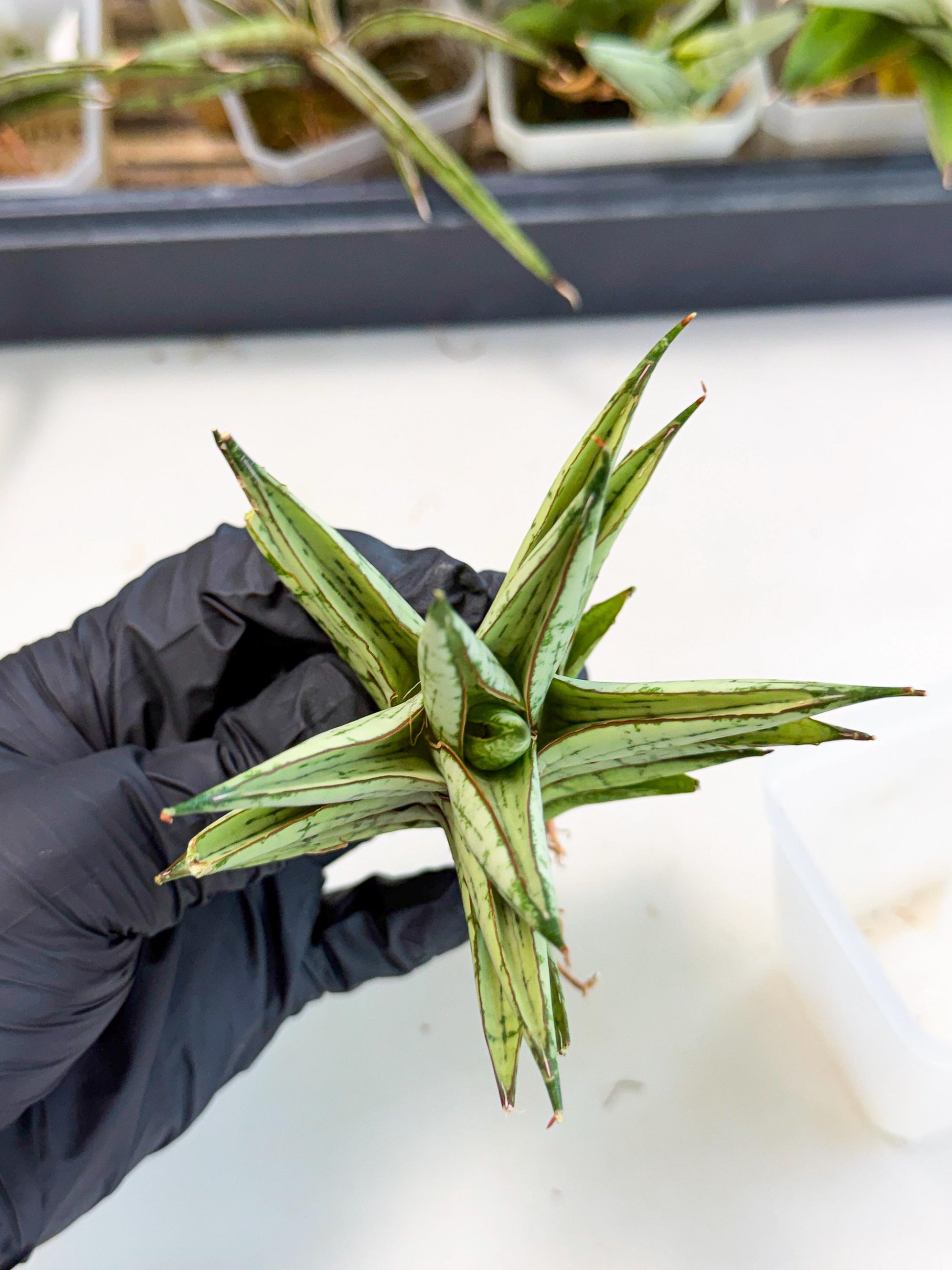 Sansevieria Peridot (ca2) (6) | Imported Sansevieria