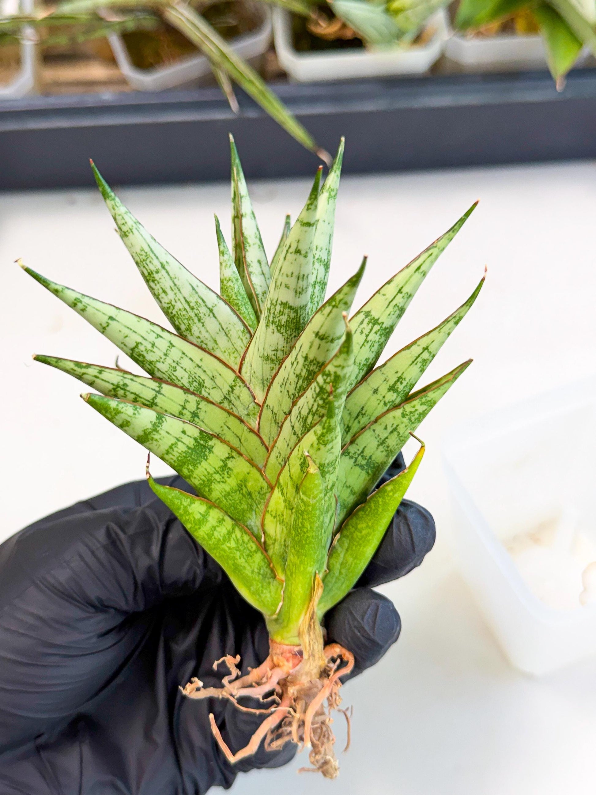 Sansevieria Peridot (ca2) (6) | Imported Sansevieria