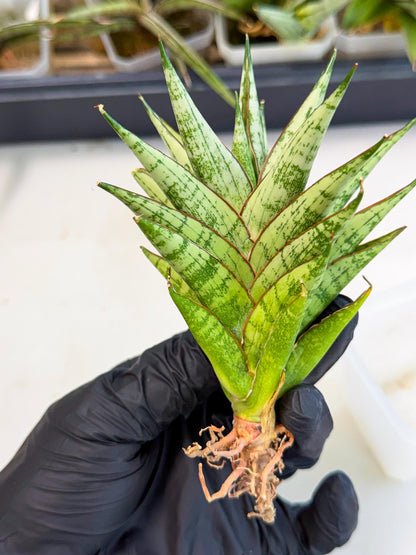 Sansevieria Peridot (ca2) (6) | Imported Sansevieria