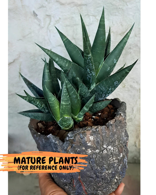 Sansevieria Black Swan Uny (ca2) (7) | Imported Sansevieria