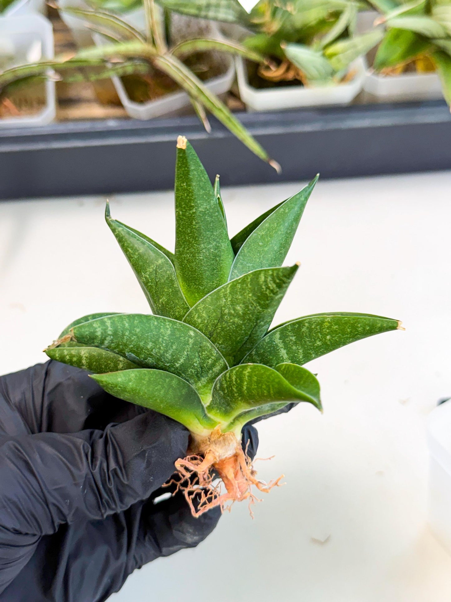 Sansevieria Black Swan Uny (ca2) (7) | Imported Sansevieria