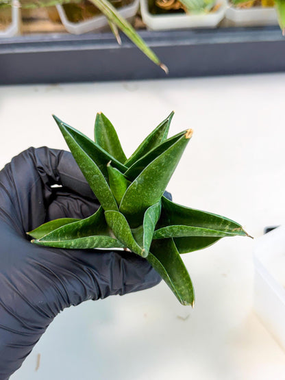 Sansevieria Black Swan Uny (ca2) (7) | Imported Sansevieria