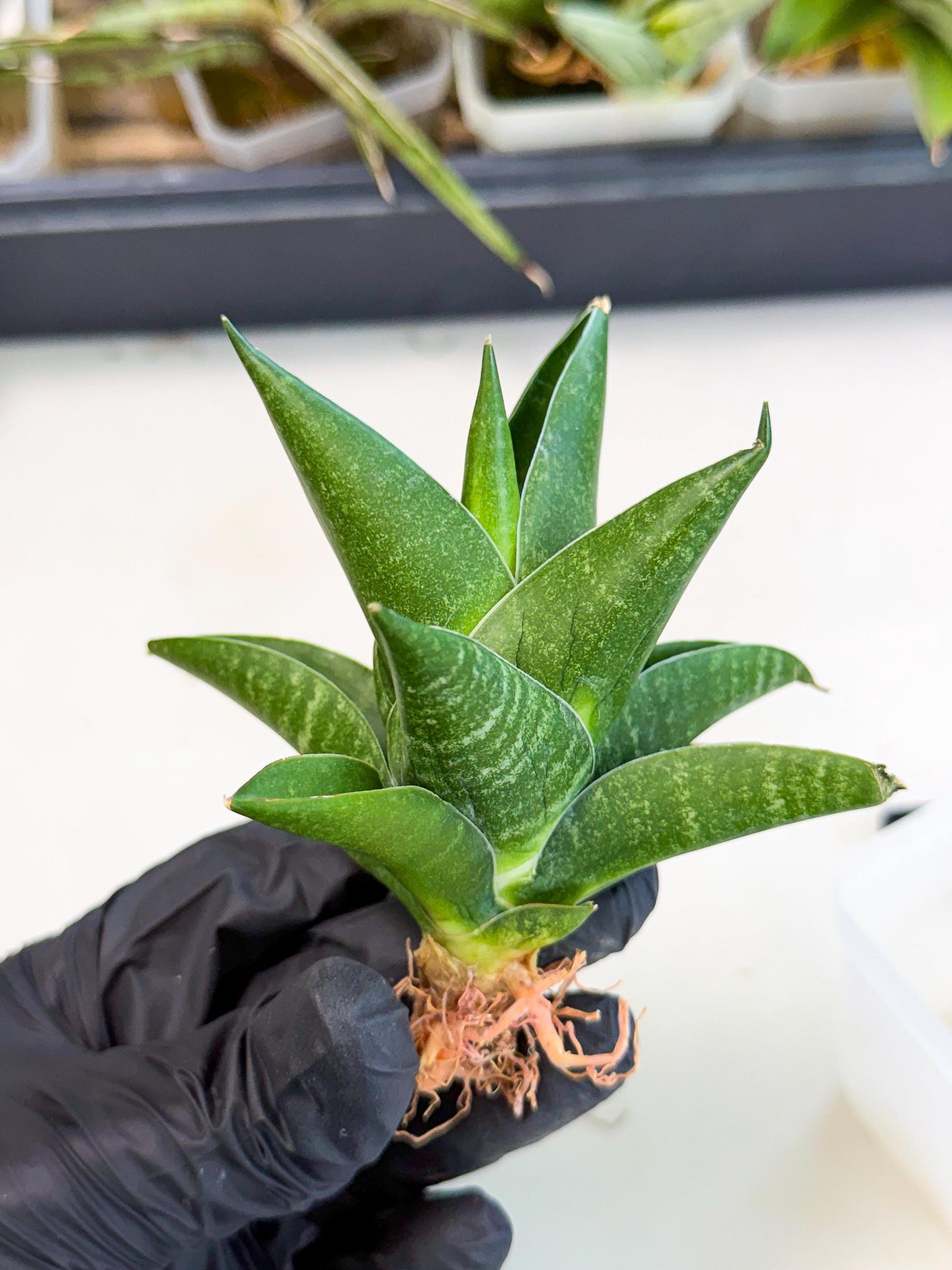 Sansevieria Black Swan Uny (ca2) (7) | Imported Sansevieria