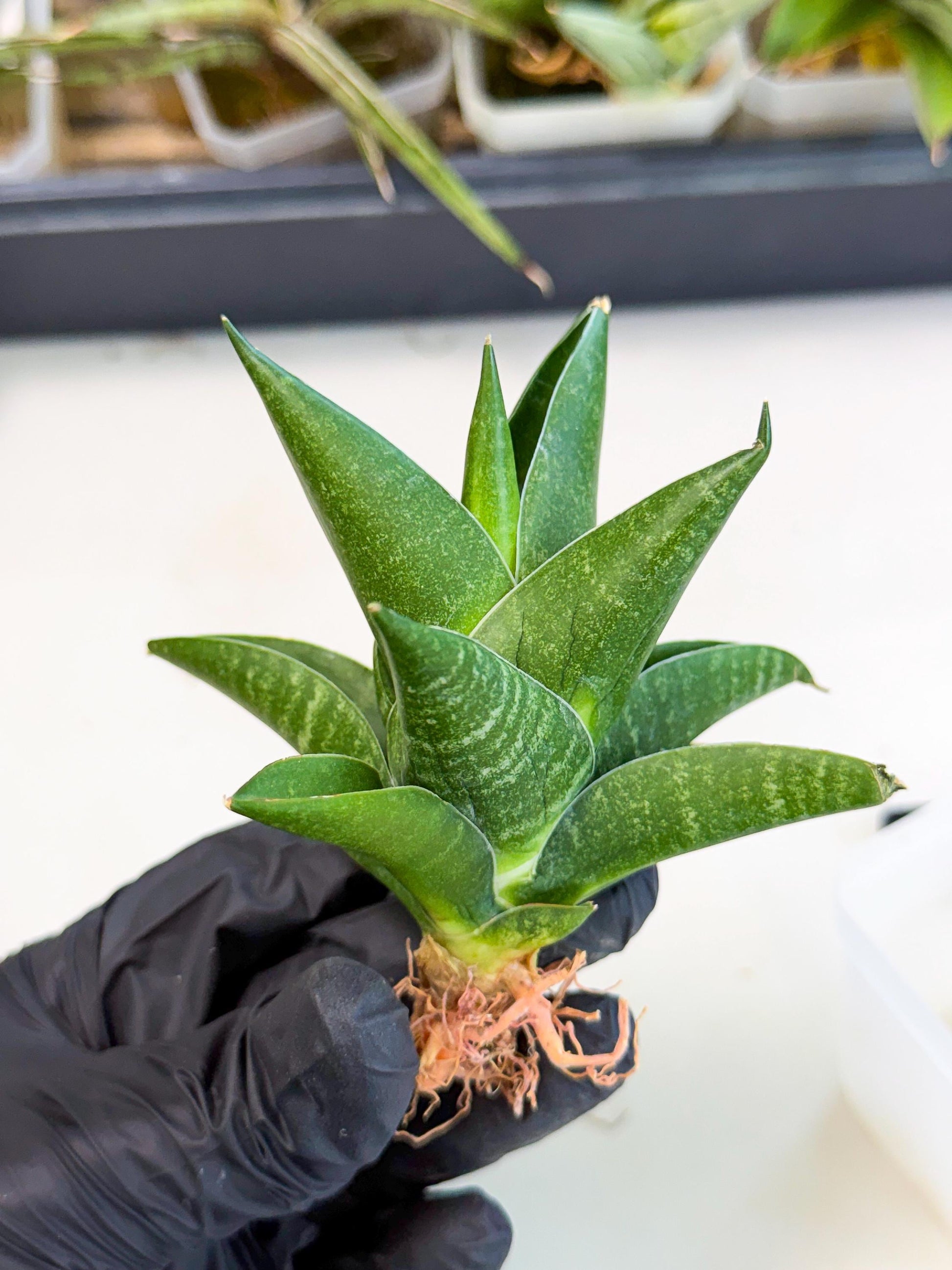 Sansevieria Black Swan Uny (ca2) (7) | Imported Sansevieria