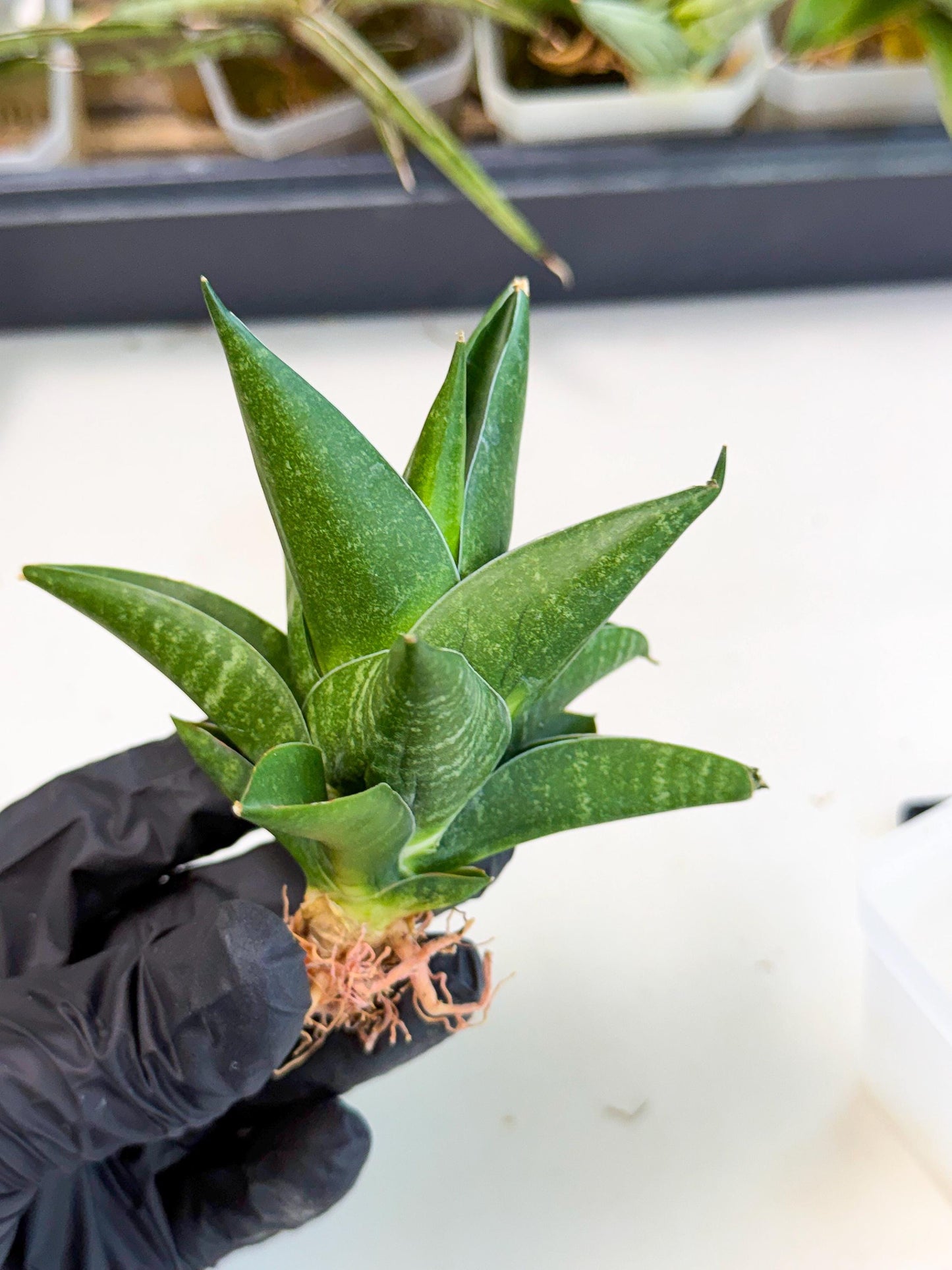Sansevieria Black Swan Uny (ca2) (7) | Imported Sansevieria