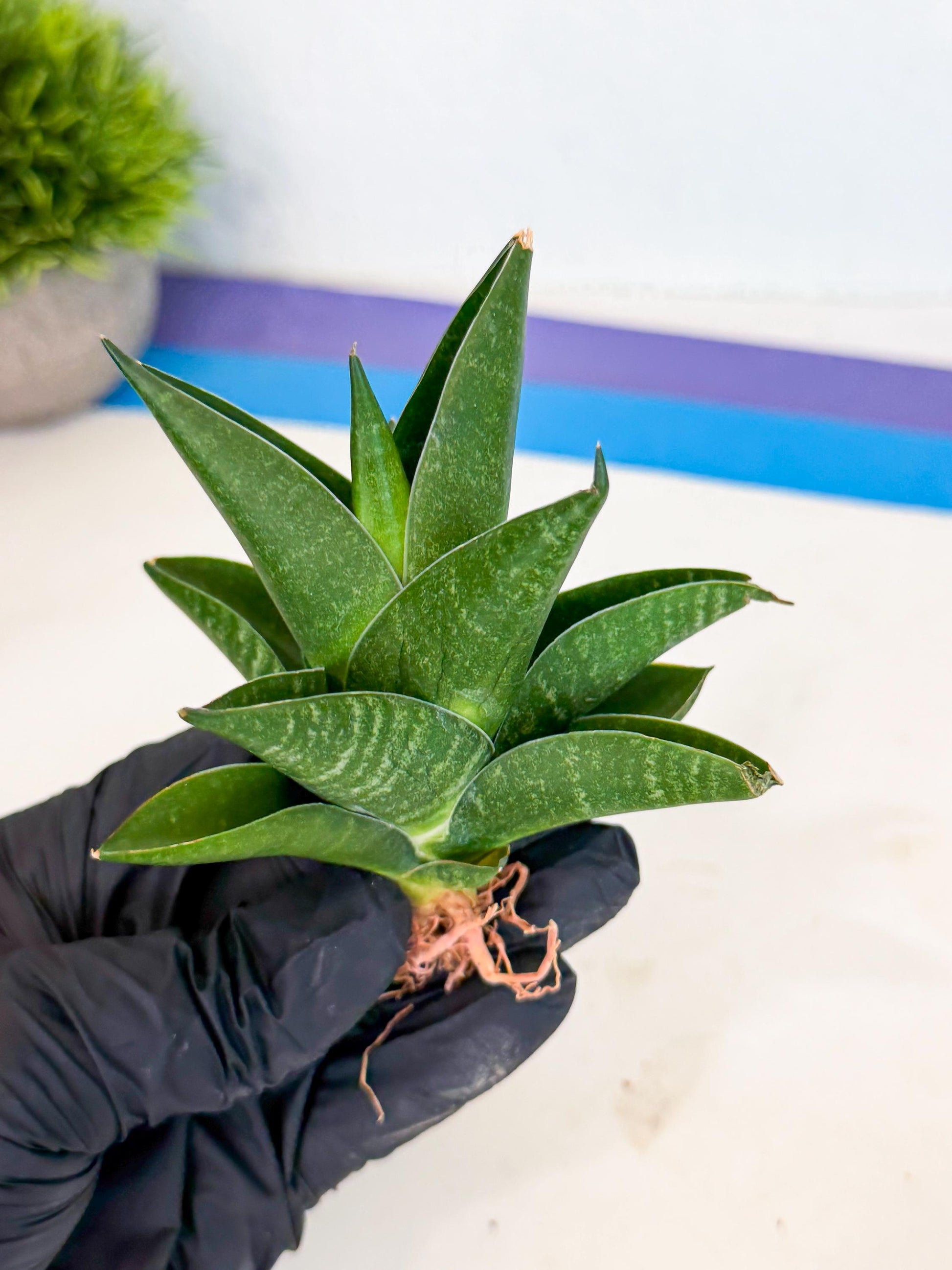 Sansevieria Black Swan Uny (ca2) (7) | Imported Sansevieria