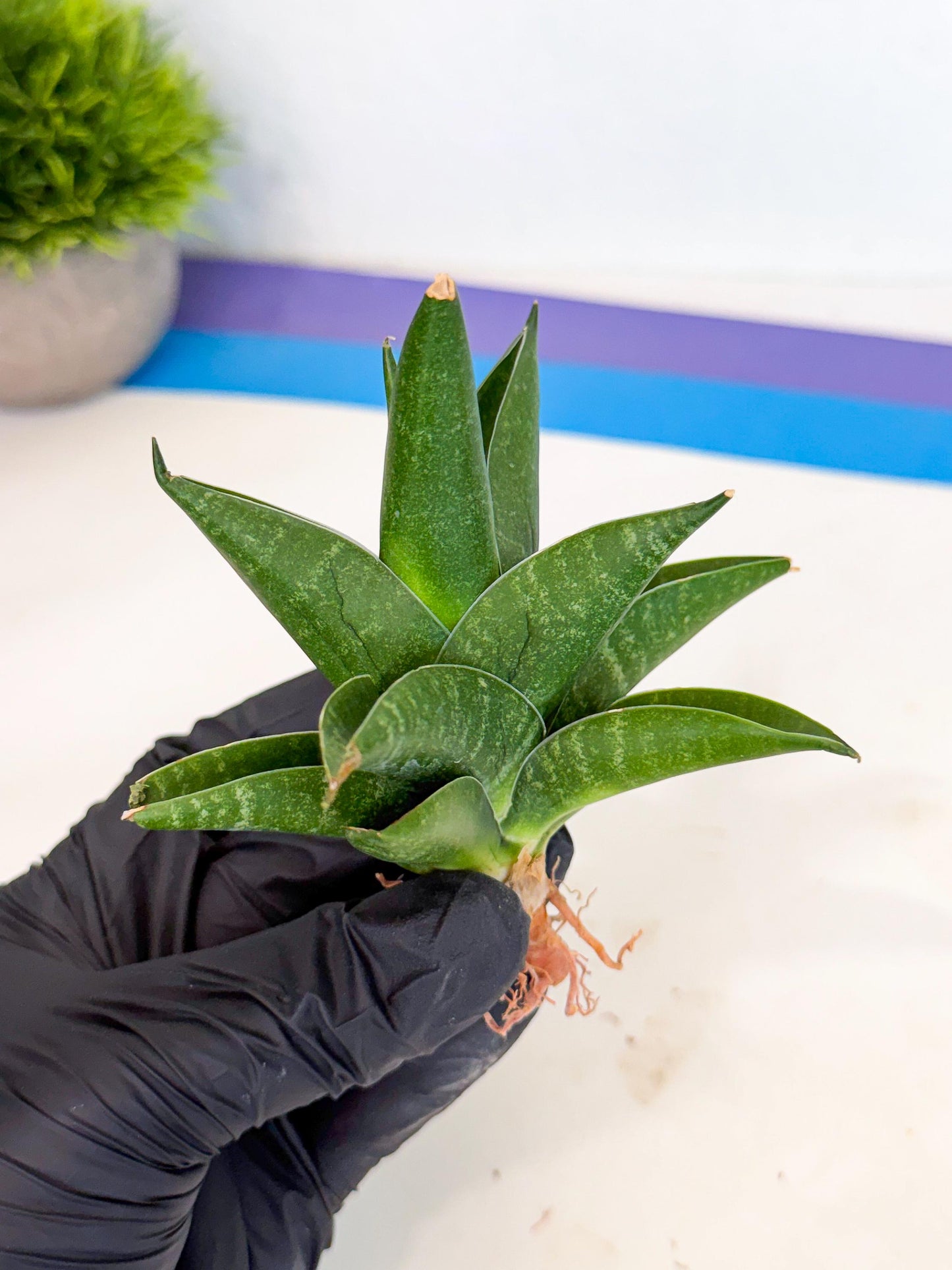 Sansevieria Black Swan Uny (ca2) (7) | Imported Sansevieria