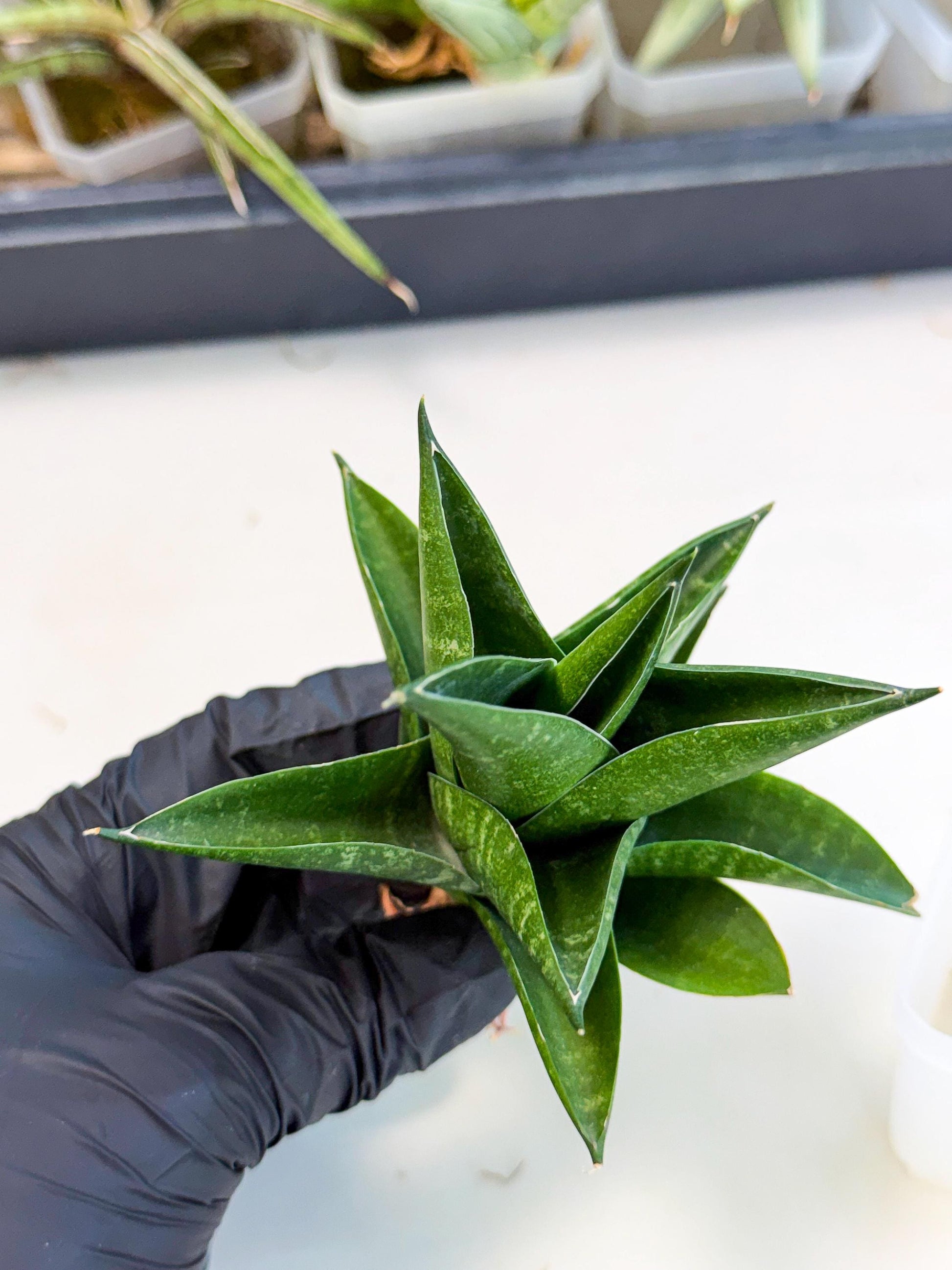 Sansevieria Black Swan Uny (ca2) (8) | Imported Sansevieria
