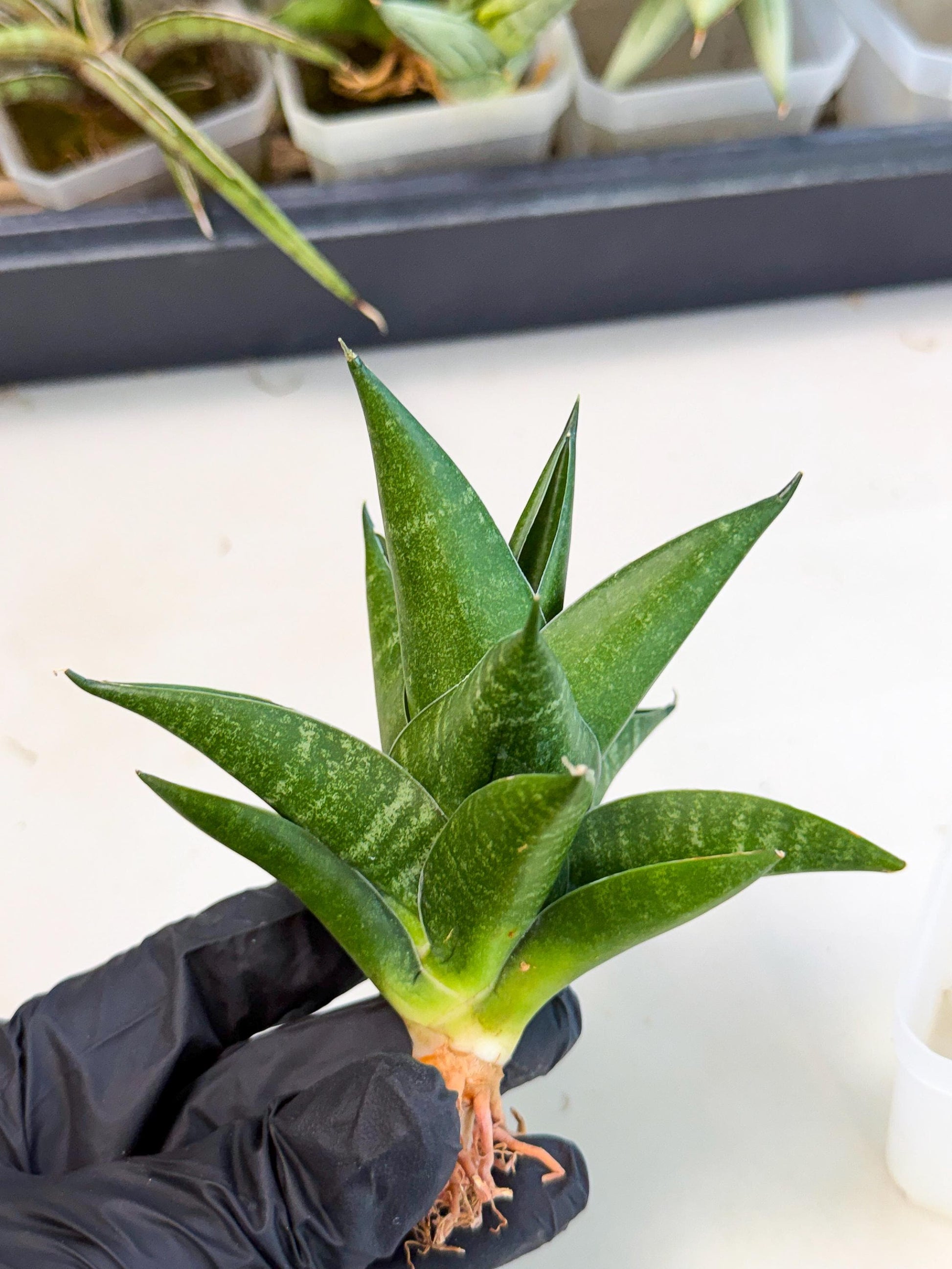 Sansevieria Black Swan Uny (ca2) (8) | Imported Sansevieria