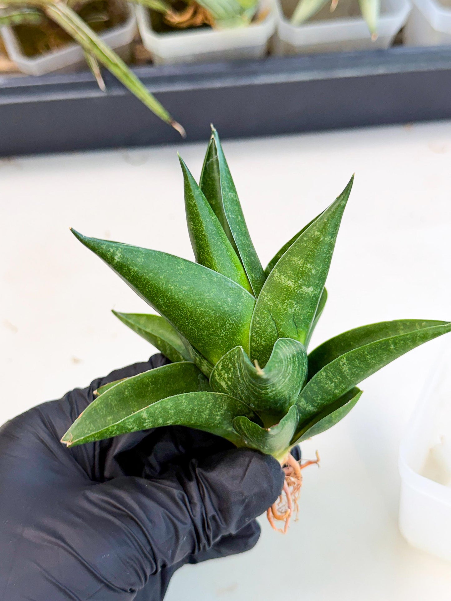 Sansevieria Black Swan Uny (ca2) (8) | Imported Sansevieria