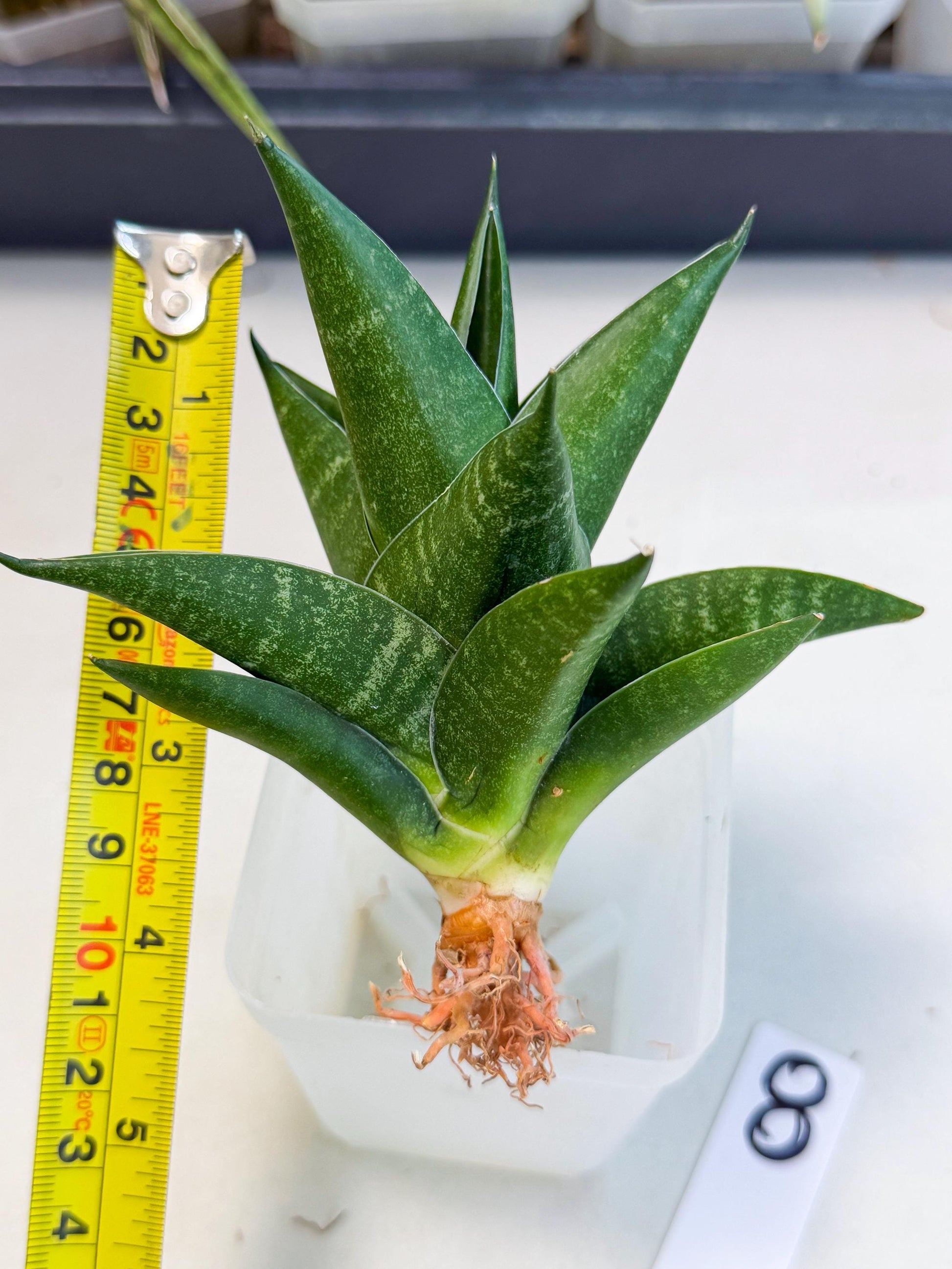 Sansevieria Black Swan Uny (ca2) (8) | Imported Sansevieria