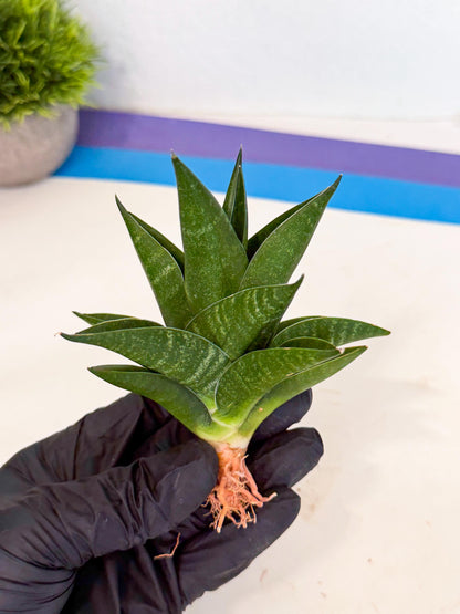 Sansevieria Black Swan Uny (ca2) (8) | Imported Sansevieria
