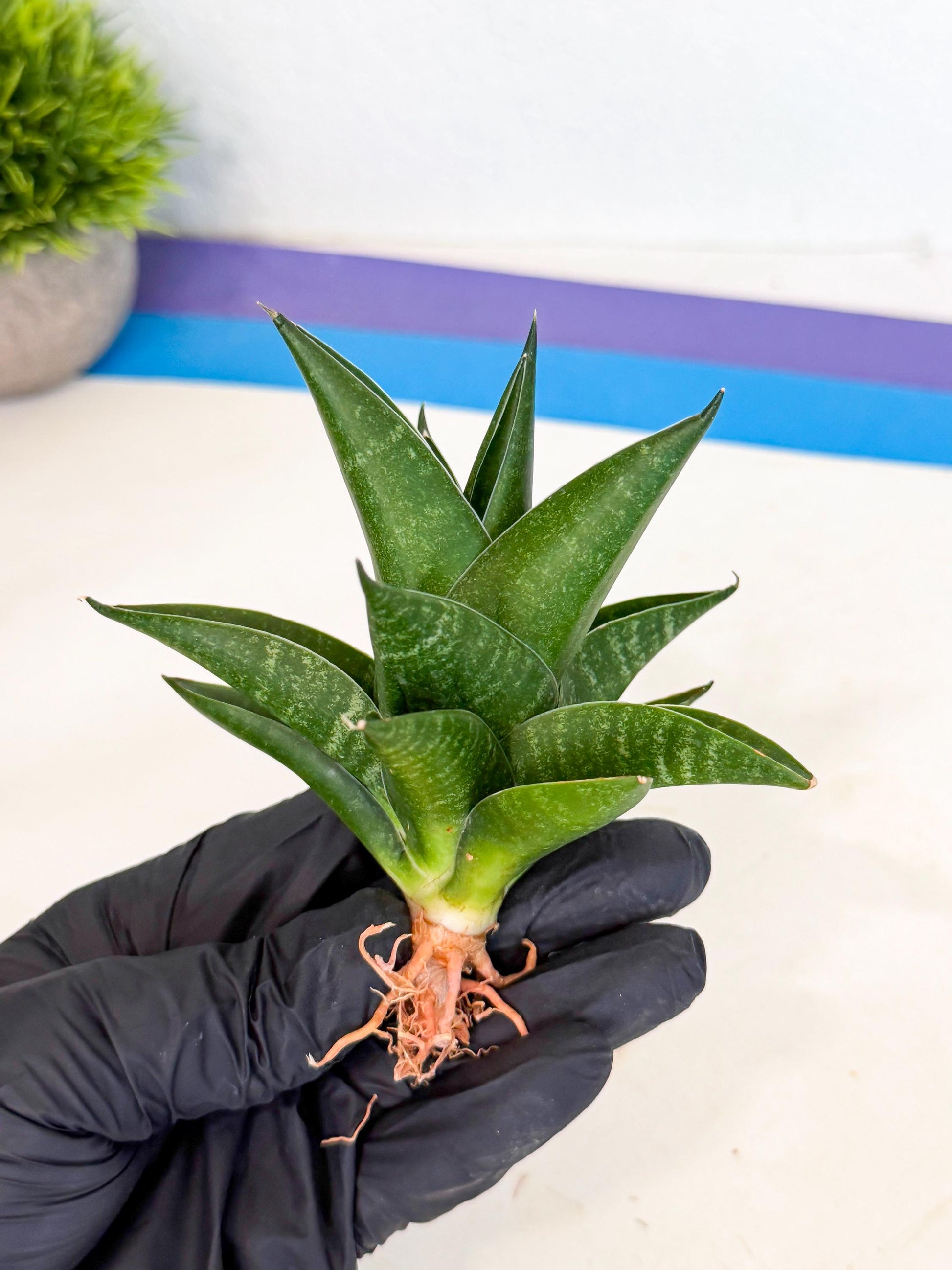 Sansevieria Black Swan Uny (ca2) (8) | Imported Sansevieria