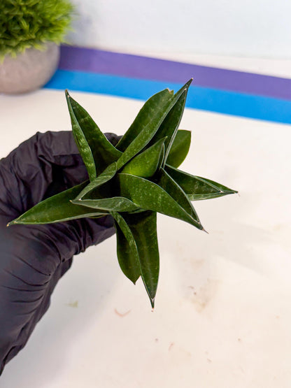 Sansevieria Black Swan Uny (ca2) (8) | Imported Sansevieria