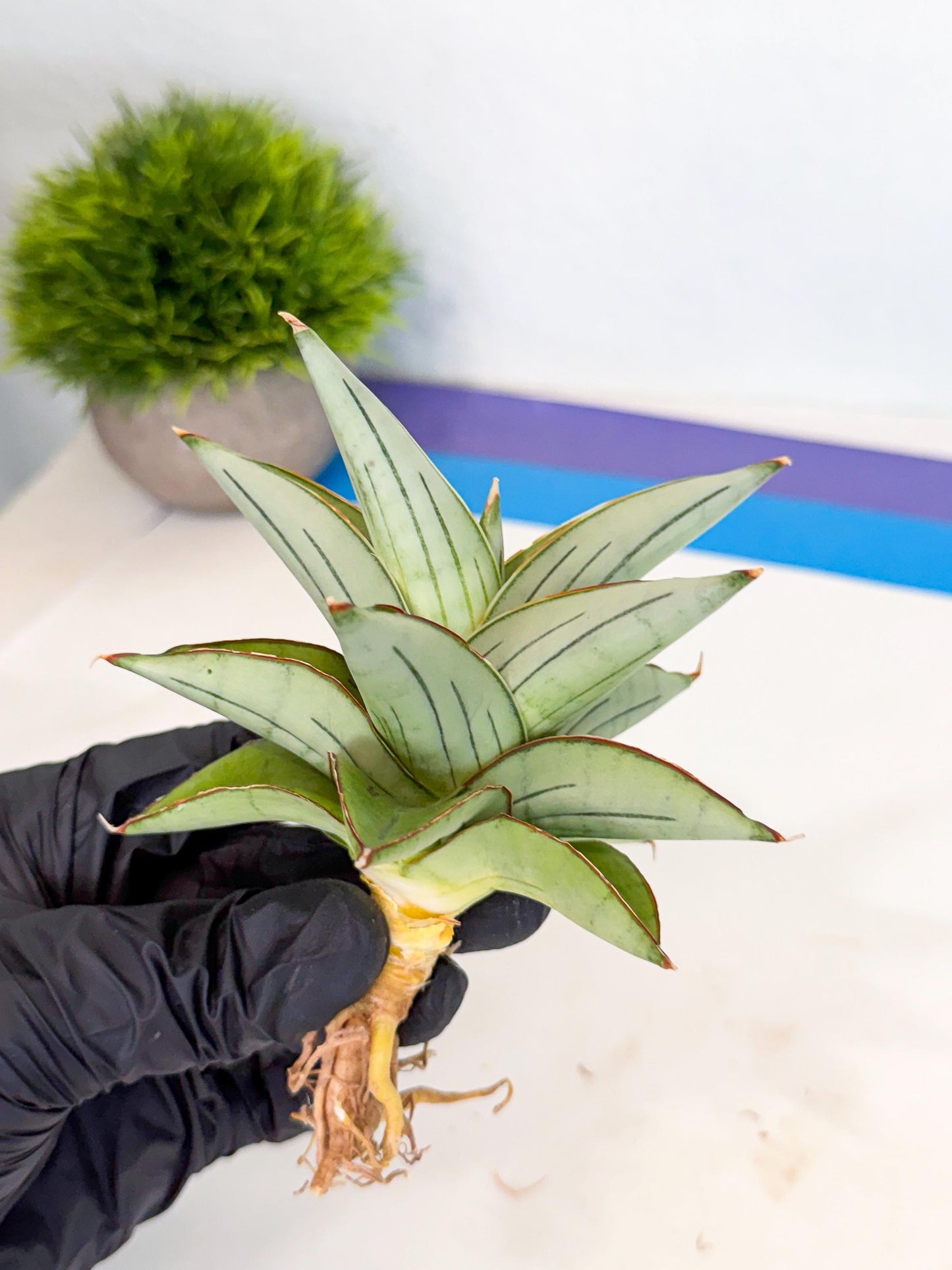 Sansevieria Ice Thorn (ca2) (9) | Rare Import