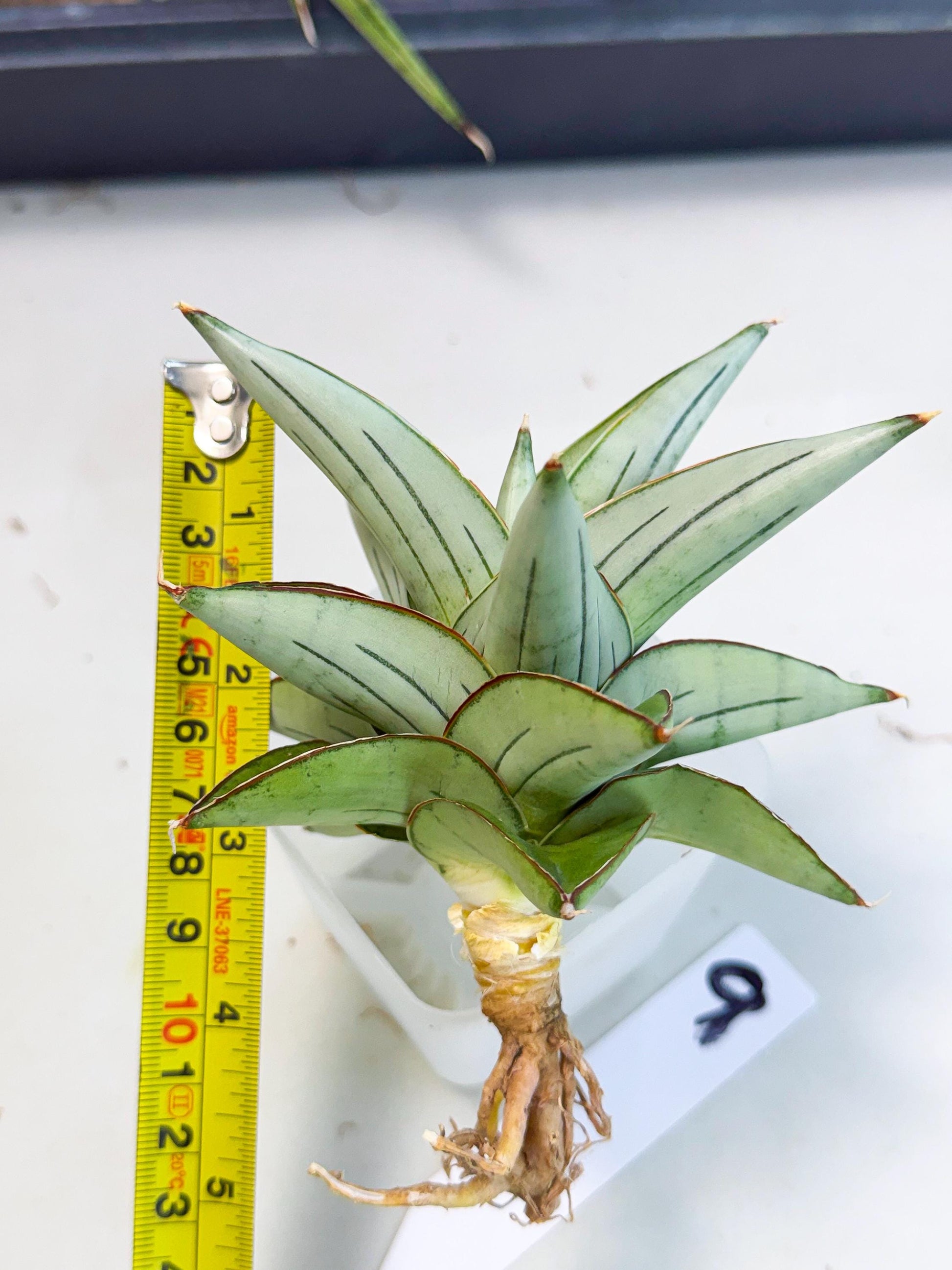 Sansevieria Ice Thorn (ca2) (9) | Rare Import