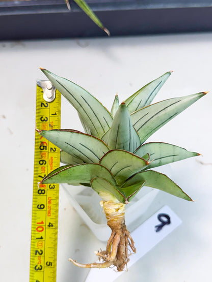 Sansevieria Ice Thorn (ca2) (9) | Rare Import