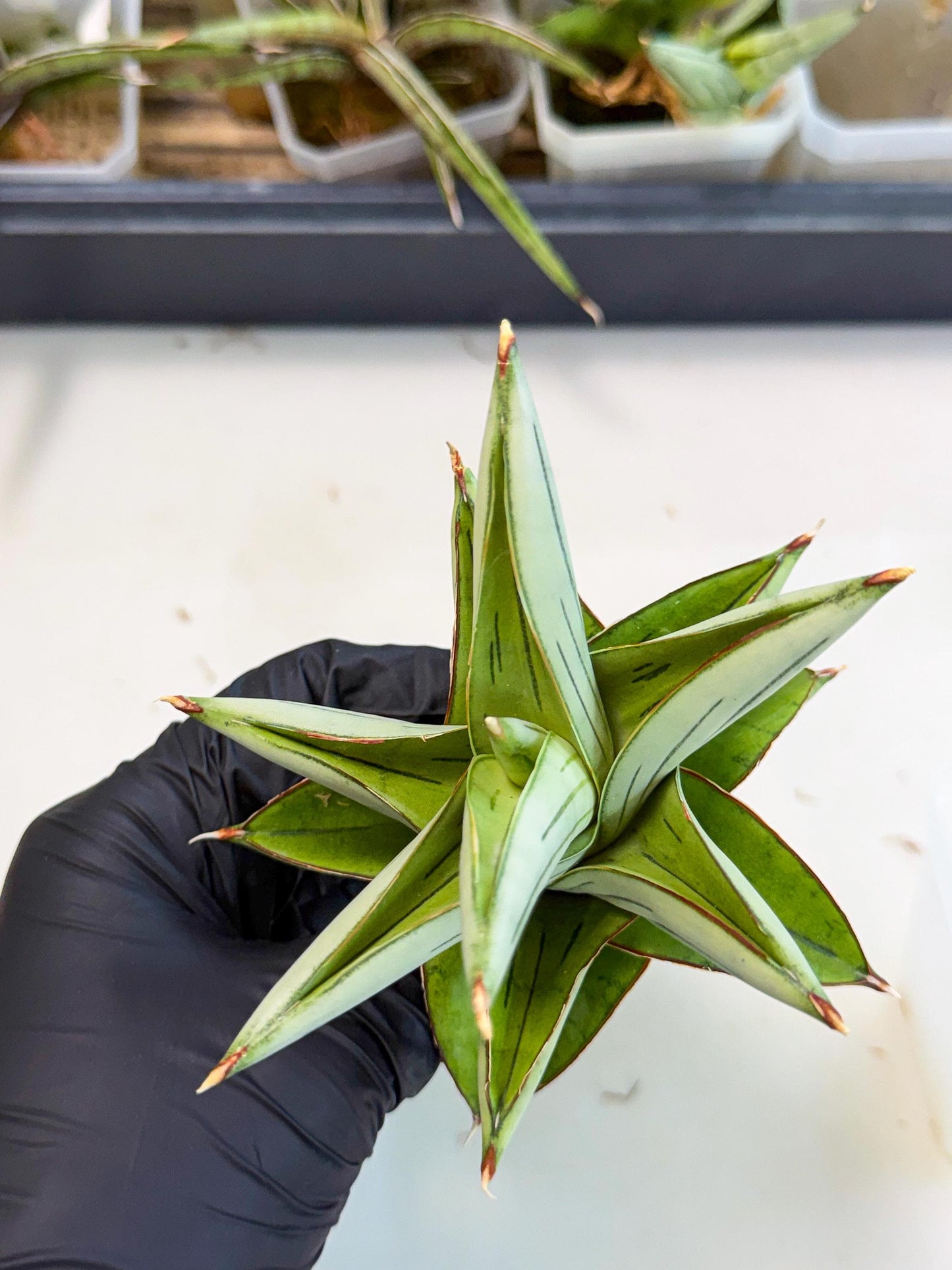 Sansevieria Ice Thorn (ca2) (9) | Rare Import