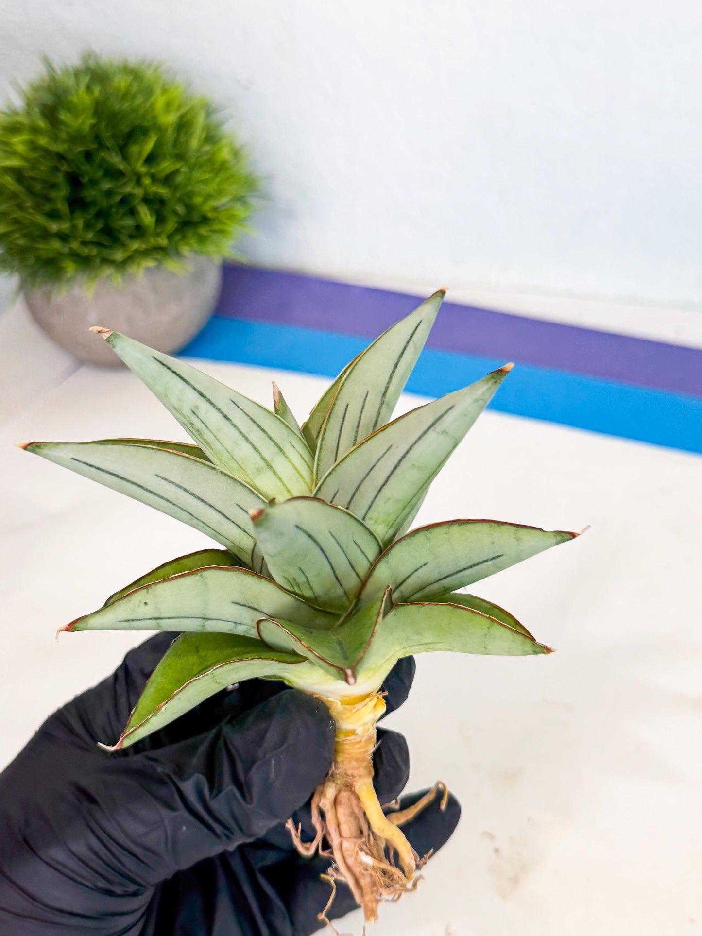Sansevieria Ice Thorn (ca2) (9) | Rare Import