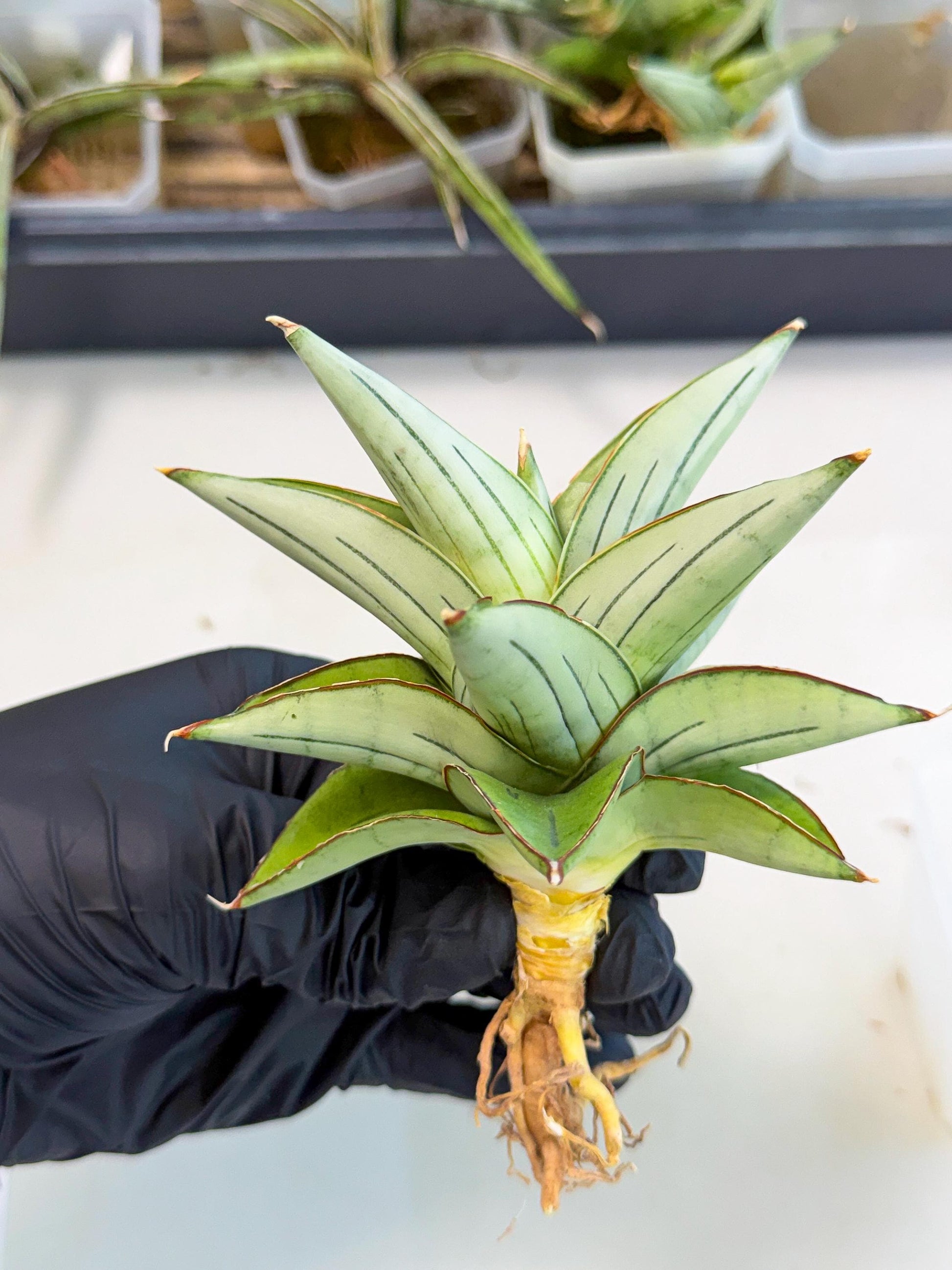 Sansevieria Ice Thorn (ca2) (9) | Rare Import