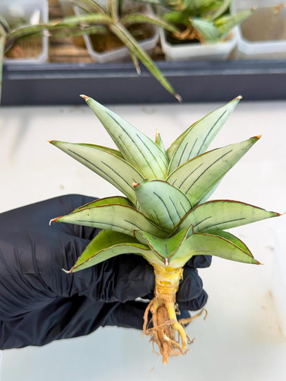 Sansevieria Ice Thorn (ca2) (9) | Rare Import