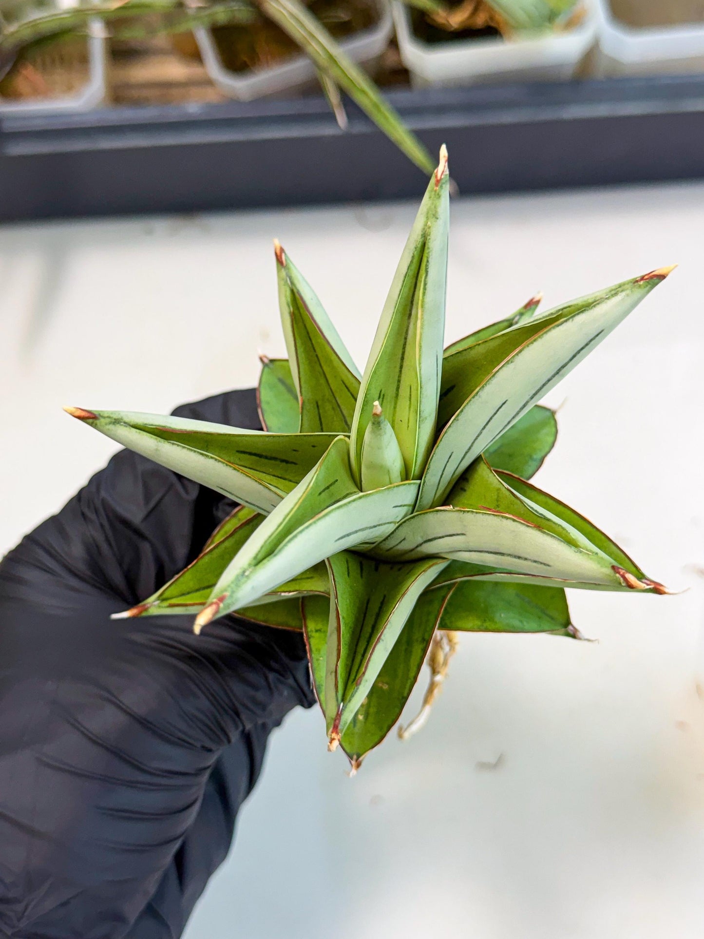 Sansevieria Ice Thorn (ca2) (9) | Rare Import