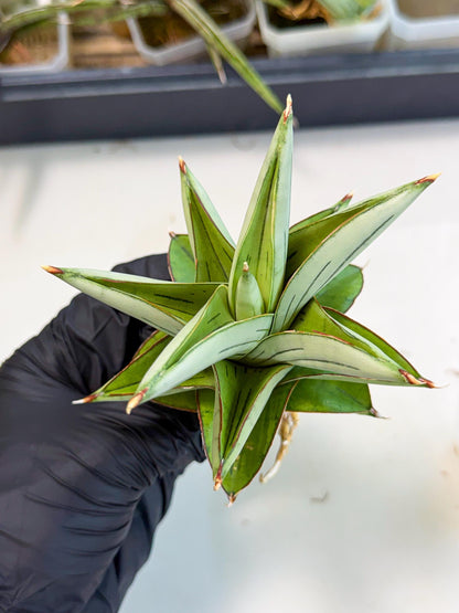 Sansevieria Ice Thorn (ca2) (9) | Rare Import