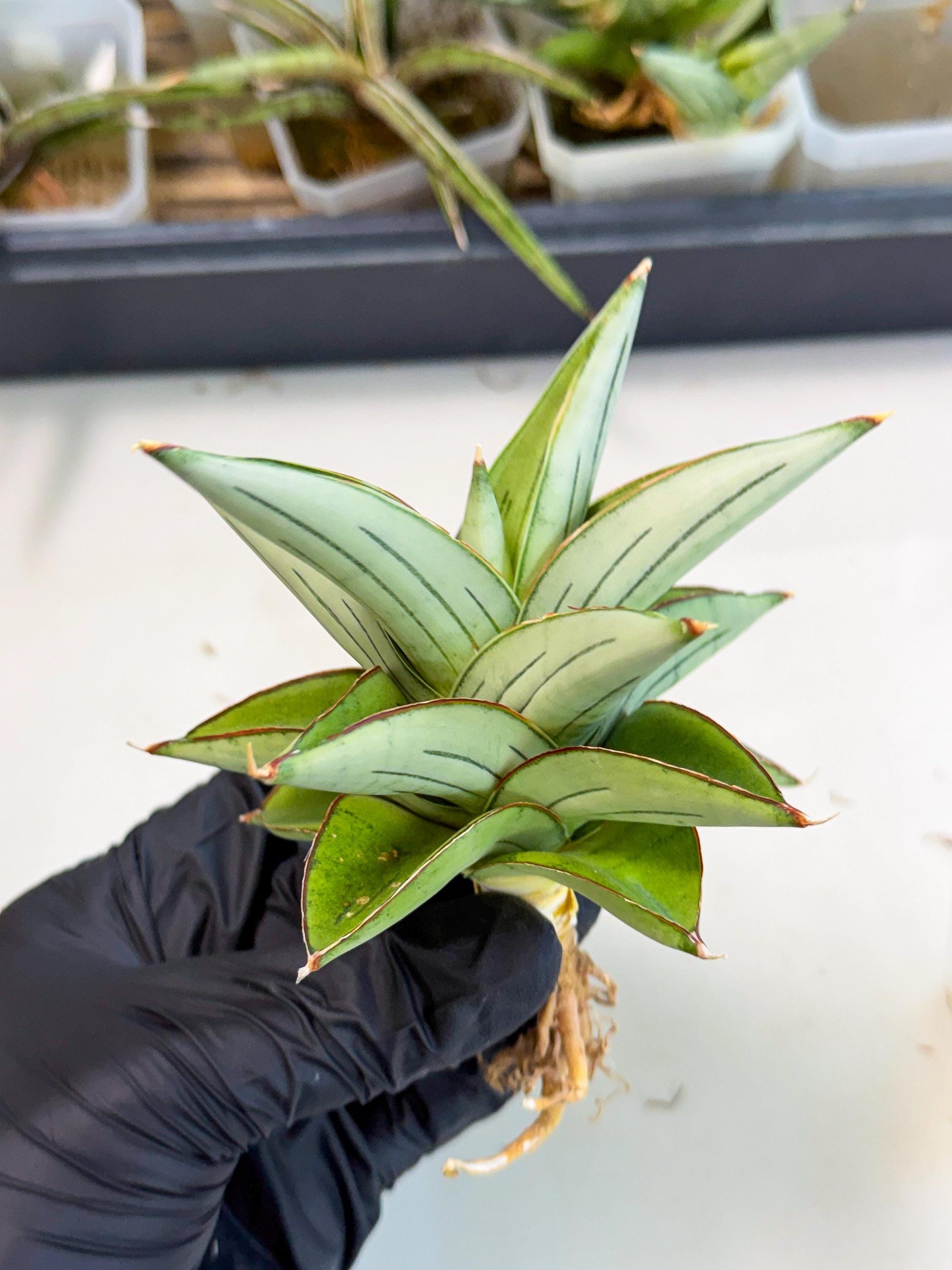 Sansevieria Ice Thorn (ca2) (9) | Rare Import