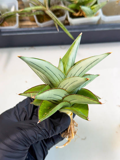 Sansevieria Ice Thorn (ca2) (9) | Rare Import