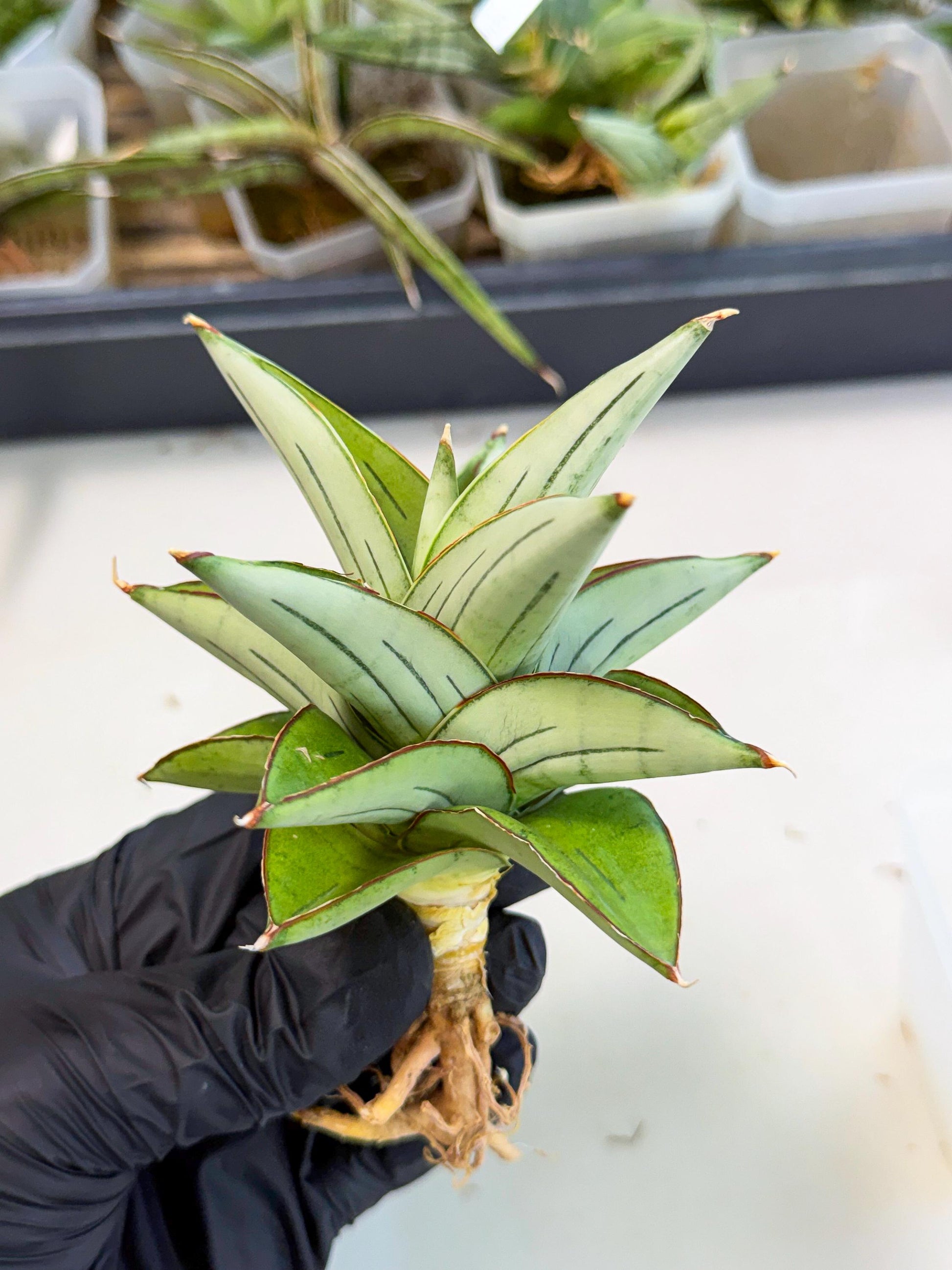 Sansevieria Ice Thorn (ca2) (9) | Rare Import