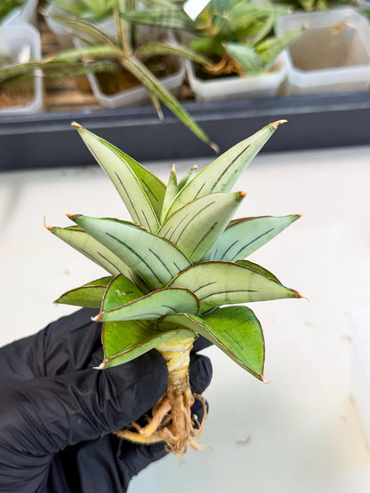 Sansevieria Ice Thorn (ca2) (9) | Rare Import