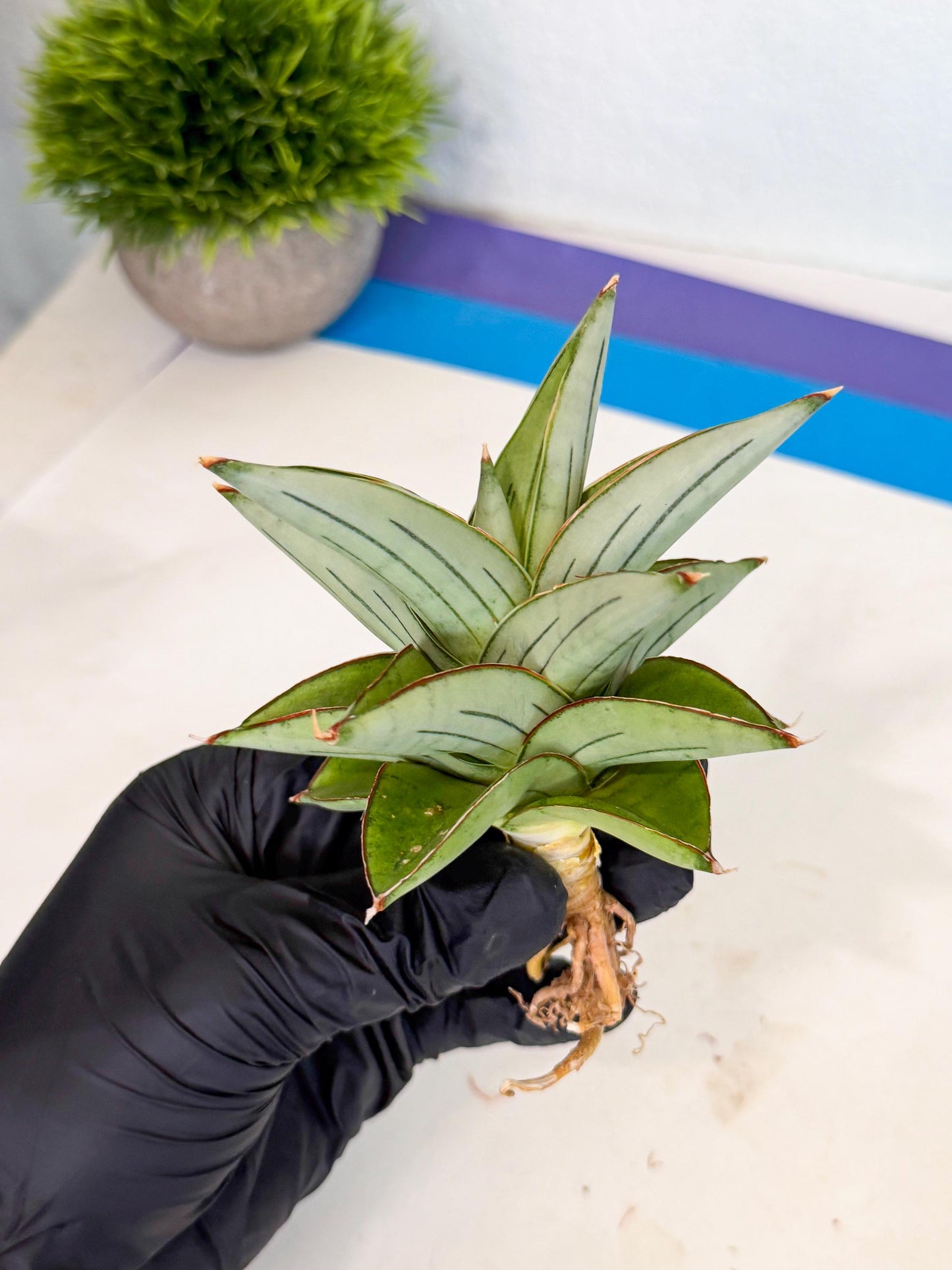Sansevieria Ice Thorn (ca2) (9) | Rare Import