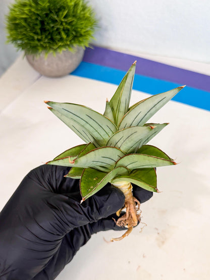 Sansevieria Ice Thorn (ca2) (9) | Rare Import