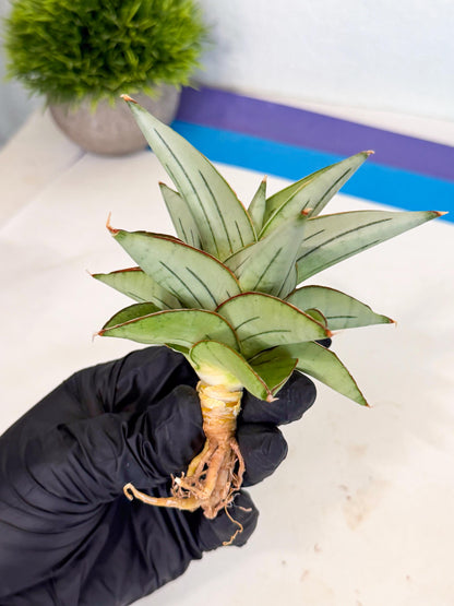 Sansevieria Ice Thorn (ca2) (9) | Rare Import
