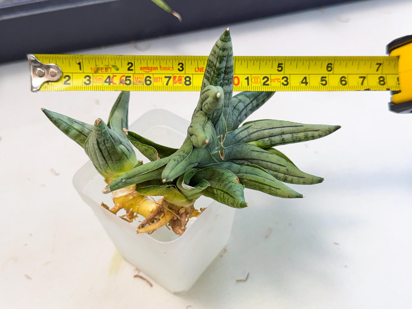 Sansevieria Melon (ca2) (10) | Rare Hybrids